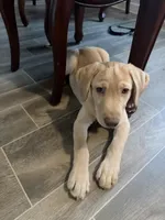 Bitcoin, a male Labrador Retriever for sale in Irving, TX – Photo 1 of 2