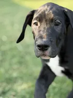 Derby, a male Great Dane for sale in Edmond, OK – 2 of 5