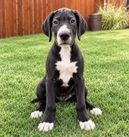 Dixie, a female Great Dane for sale in Edmond, OK – 2 of 4