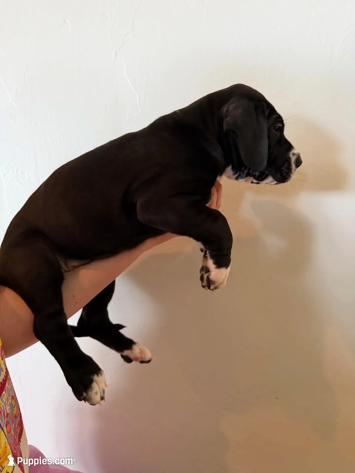 Dixie, a female Great Dane for sale in Edmond, OK – 4 of 4