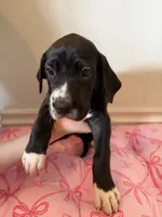 Dixie, a female Great Dane for sale in Edmond, OK – 2 of 4