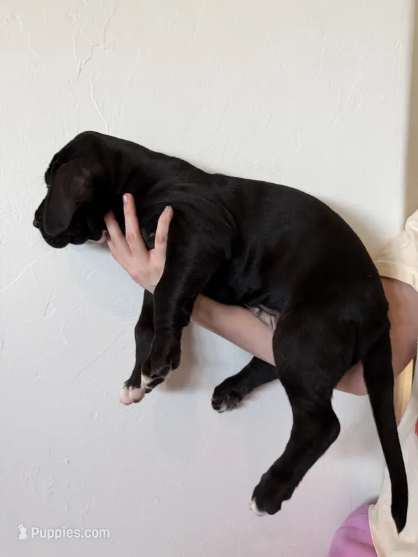 Derby – Great Dane puppy for sale in Edmond, OK