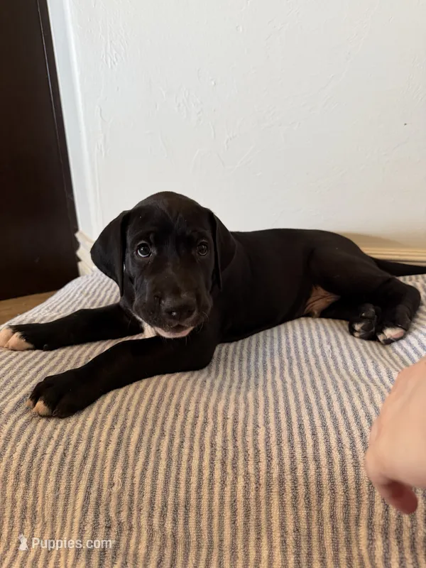 Derby – Great Dane puppy for sale in Edmond, OK