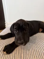 Derby, a male Great Dane for sale in Edmond, OK – 3 of 3