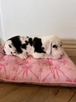 Dolly, a female Great Dane for sale in Edmond, OK – 2 of 2