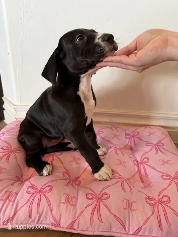 Dixie – Great Dane puppy for sale in Edmond, OK
