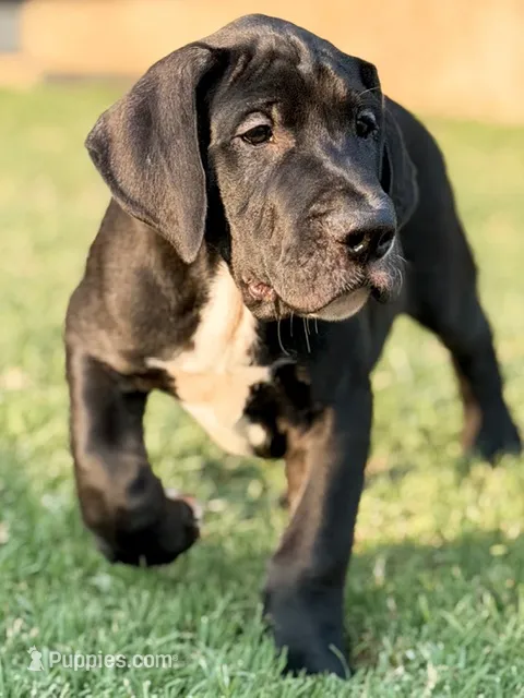 Derby – Great Dane puppy for sale in Edmond, OK