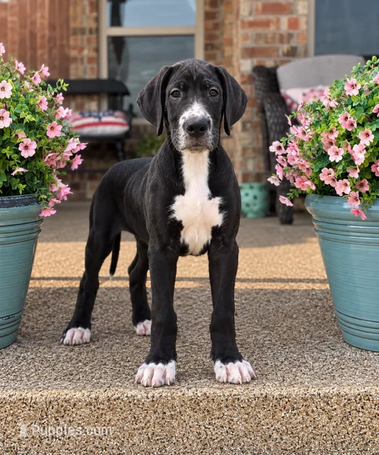 Dixie – Great Dane puppy for sale in Edmond, OK