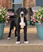 Dixie, a female Great Dane for sale in Edmond, OK – 1 of 4