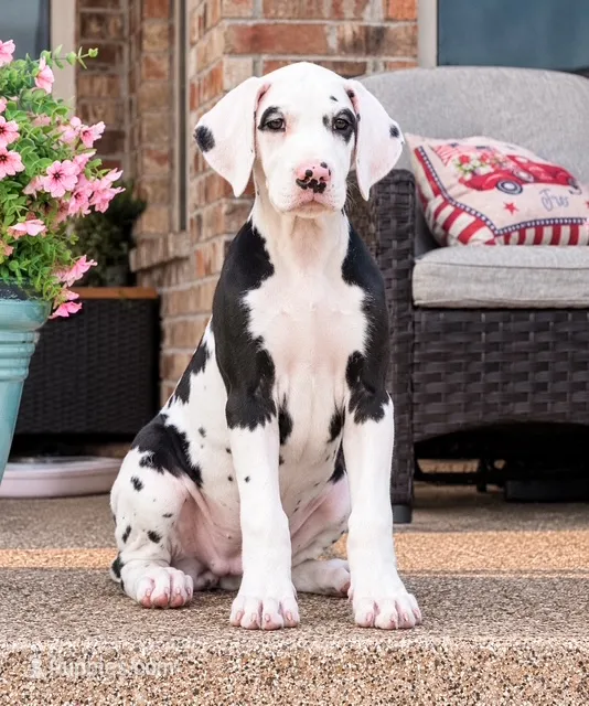 Dolly – Great Dane puppy for sale in Edmond, OK