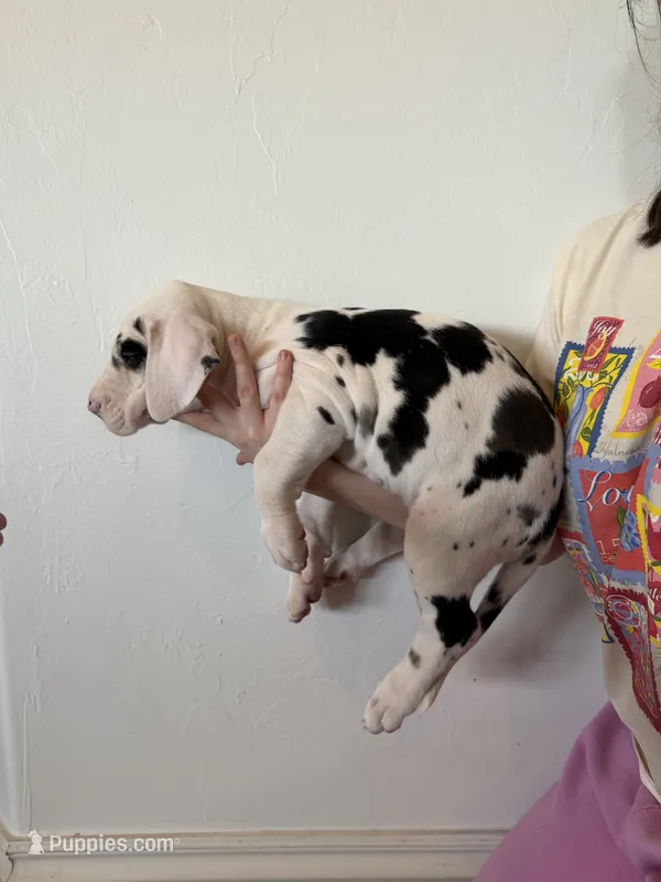 Dolly – Great Dane puppy for sale in Edmond, OK