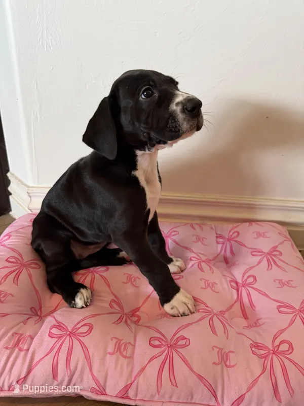 Dixie – Great Dane puppy for sale in Edmond, OK