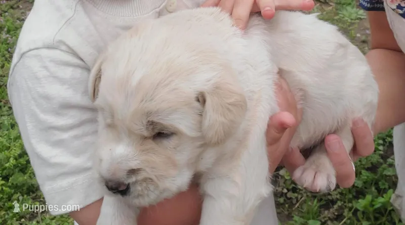 Ace – Goldendoodle, Labrador Retriever puppy for sale in Riddleton, TN