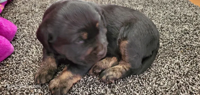 Artsy, a female Goldendoodle and Labrador Retriever for sale in Riddleton, TN – Photo 1 of 3