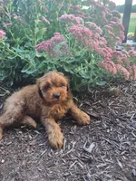 Maribel, a female Cavapoo for sale in Odon, IN – 3 of 5