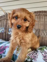 Annabelle , a female Cavapoo for sale in Odon, IN – 6 of 8