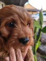 Rusty , a male Cavapoo for sale in Odon, IN – 3 of 9