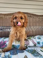 Annabelle , a female Cavapoo for sale in Odon, IN – 8 of 8