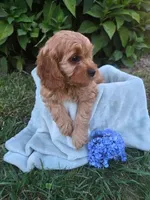 Oliver, a male Cavapoo for sale in Odon, IN – 3 of 7