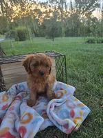 Maribel, a female Cavapoo for sale in Odon, IN – 2 of 5