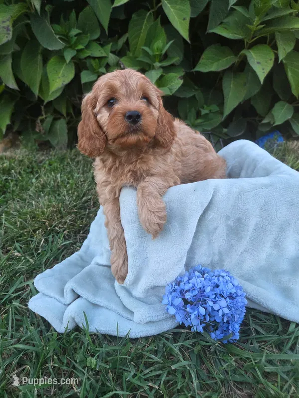 Oliver – Cavapoo puppy for sale in Odon, IN