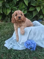 Oliver, a male Cavapoo for sale in Odon, IN – 1 of 7