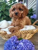 Annabelle , a female Cavapoo for sale in Odon, IN – 7 of 8