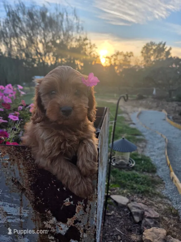 Maribel – Cavapoo puppy for sale in Odon, IN