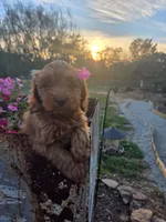 Maribel, a female Cavapoo for sale in Odon, IN – 1 of 5