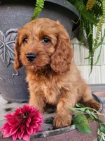 Rusty , a male Cavapoo for sale in Odon, IN – 8 of 9