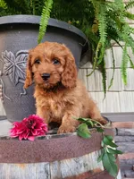 Rusty , a male Cavapoo for sale in Odon, IN – 7 of 9