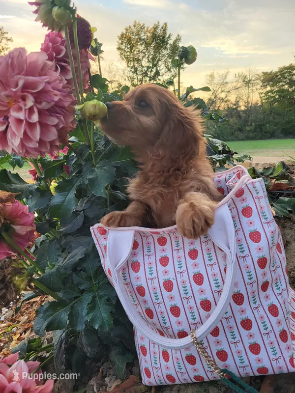 Annabelle  – Cavapoo puppy for sale in Odon, IN