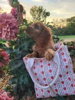 Annabelle , a female Cavapoo for sale in Odon, IN – 1 of 8