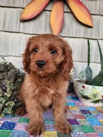 Rusty , a male Cavapoo for sale in Odon, IN – 5 of 9