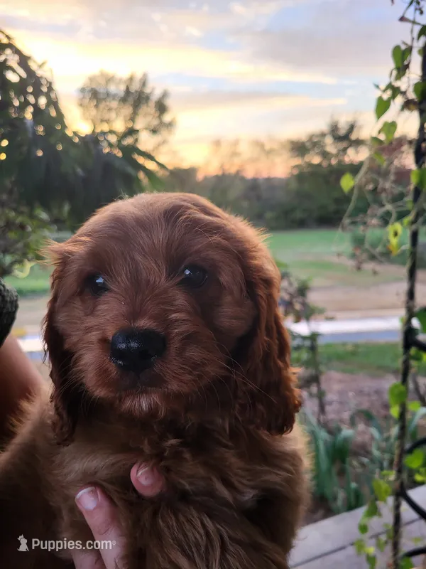 Rusty  – Cavapoo puppy for sale in Odon, IN
