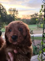 Rusty , a male Cavapoo for sale in Odon, IN – 1 of 9
