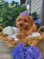 Annabelle , a female Cavapoo for sale in Odon, IN – 2 of 8