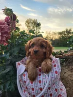 Annabelle , a female Cavapoo for sale in Odon, IN – 5 of 8