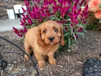 Rusty , a male Cavapoo for sale in Odon, IN – 6 of 9