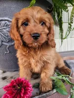 Rusty , a male Cavapoo for sale in Odon, IN – 9 of 9