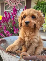 Annabelle , a female Cavapoo for sale in Odon, IN – 4 of 8