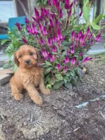 Maribel, a female Cavapoo for sale in Odon, IN – 5 of 5