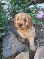Oliver, a male Cavapoo for sale in Odon, IN – 4 of 7