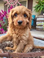 Annabelle , a female Cavapoo for sale in Odon, IN – 3 of 8