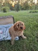 Oliver, a male Cavapoo for sale in Odon, IN – 6 of 7