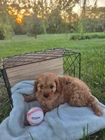 Oliver, a male Cavapoo for sale in Odon, IN – 5 of 7