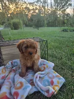 Maribel, a female Cavapoo for sale in Odon, IN – 4 of 5