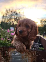 Rusty , a male Cavapoo for sale in Odon, IN – 2 of 9