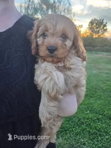 Oliver – Cavapoo puppy for sale in Odon, IN