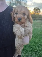 Oliver, a male Cavapoo for sale in Odon, IN – 2 of 7